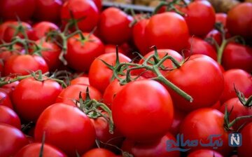 برداشت گوجه ‌فرنگی از مزارع آذربایجان‌غربی آغاز شد