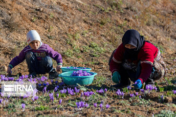 La récolte du safran dans la province de Golestan