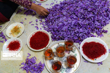 La récolte du safran dans la province de Golestan