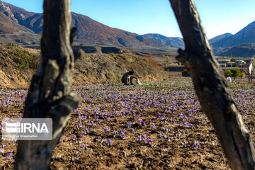 La récolte du safran dans la province de Golestan