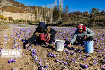 La récolte du safran dans la province de Golestan