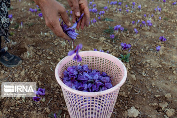 La récolte du safran dans la province de Golestan