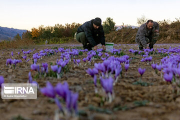 La récolte du safran dans la province de Golestan