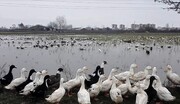 دامپزشکی مازندران نسبت به خطرسرایت آنفلوآنزای پرندگان درگله های پرورش اردک هشدار داد