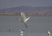 کشف بیش از ۵۰ گونه پرنده مهاجر در مستند «آق گل»