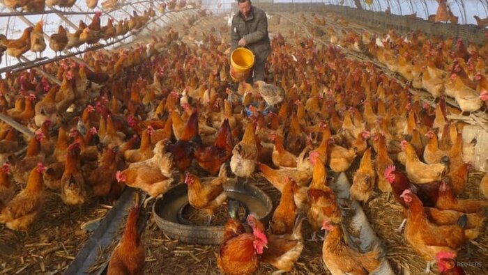 نگرانی محققان از افزایش شماربیماران مبتلا به آنفلوانزای پرندگان در چین