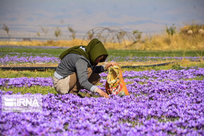 طلای سرخ خراسان شمالی در راه بورس