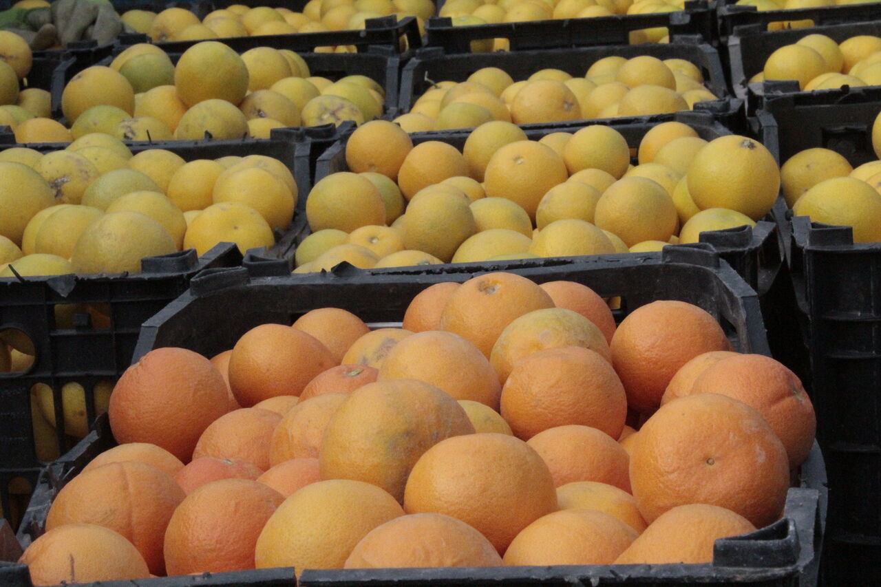 برداشت مرکبات از باغات قصرشیرین آغاز شد