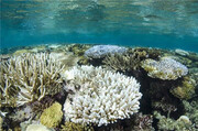 سفید شدگی، تهدیدی برای آبسنگ‌های مرجانی