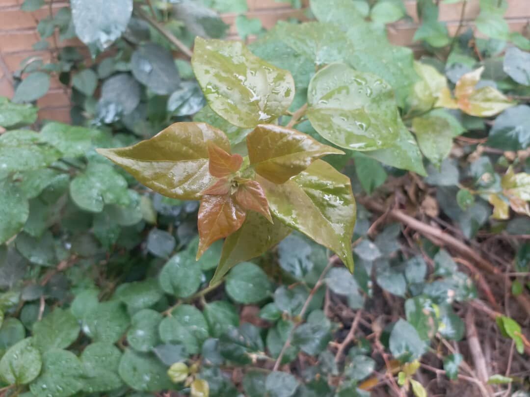 سامانه ناپایدار جوی از پنجشنبه وارد خوزستان می‌شود