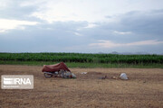 طرح "جهش تولید" ، جان تازه‌ در رگ خشک دیمزارهای لرستان