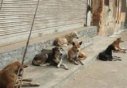 ۲۳۳ قلاده سگ سرگردان در بوشهر جمع آوری شد
