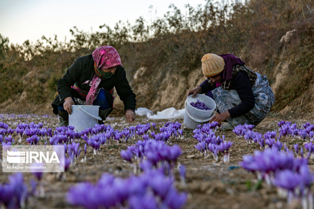 برداشت زعفران از کشتزارهای تایباد آغاز شد