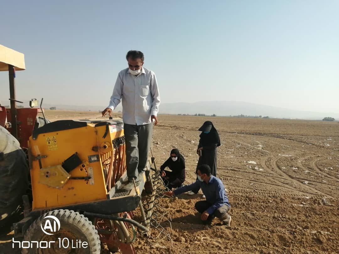 کشت دانه روغنی کلزا در فسا به صورت کاملا مکانیزه انجام می‌شود