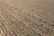 نبود بارندگی کشت غلات در دیمزارهای خراسان شمالی را به تاخیر انداخت 
