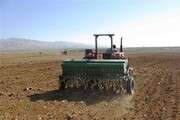 ۵۳۳ هزار هکتار از اراضی کشاورزی کردستان به کشت گندم اختصاص یافت