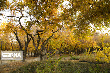 Naturaleza otoñal en Mashhad