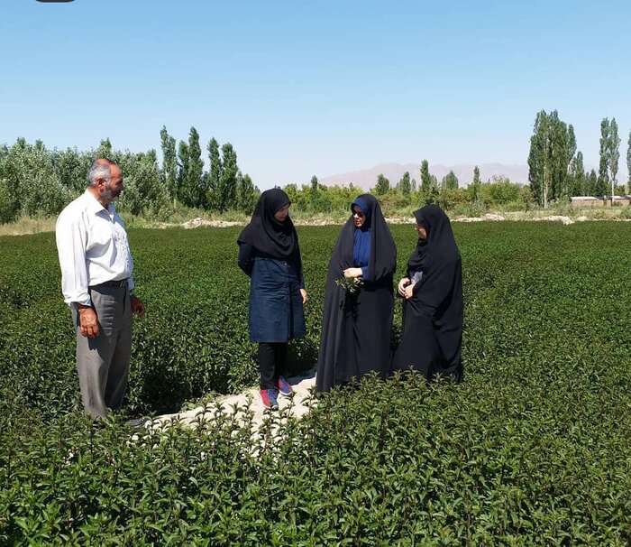 شیرینی کشت گیاهان دارویی در شوری حوضه دریاچه ارومیه