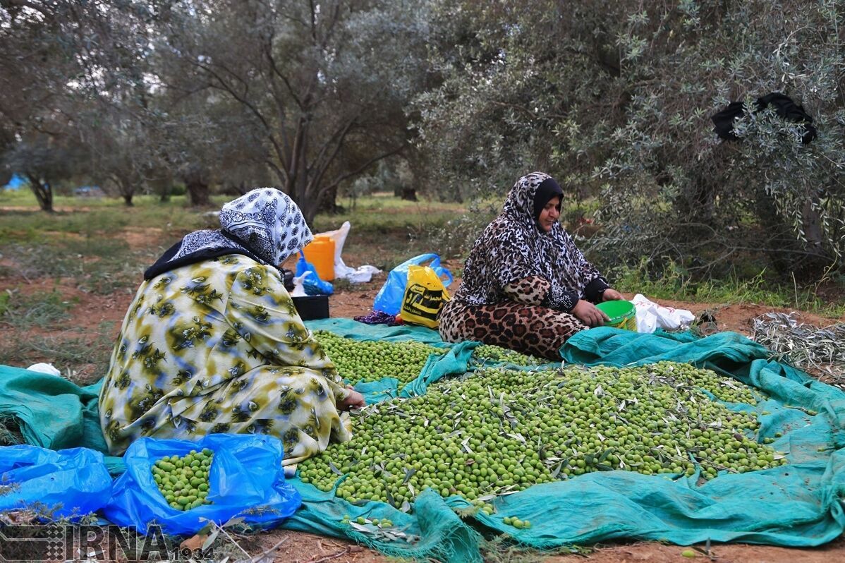 امسال ۷ هزار تُن زیتون در گلستان برداشت می‌شود