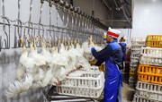 فعالیت یک کشتارگاه مرغ در سقز با حمایت دادگستری از سرگرفته شد