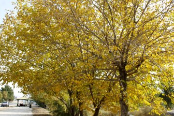 پاییز رنگارنگ برگ درختان درپارک سوکان سمنان