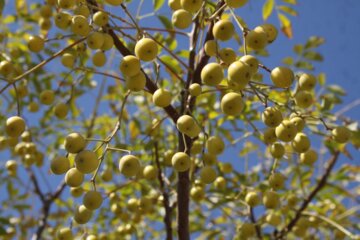 پاییز رنگارنگ برگ درختان درپارک سوکان سمنان