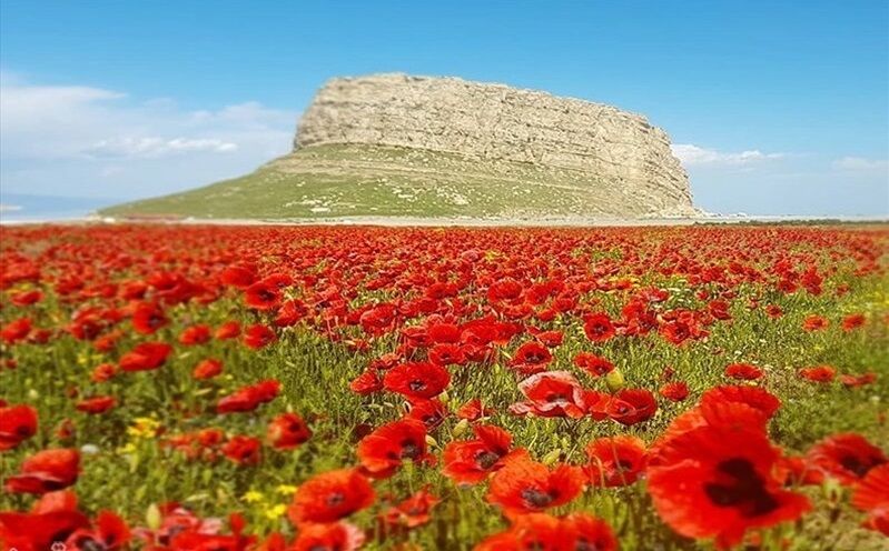 شیرینی کشت گیاهان دارویی در شوری حوضه دریاچه ارومیه