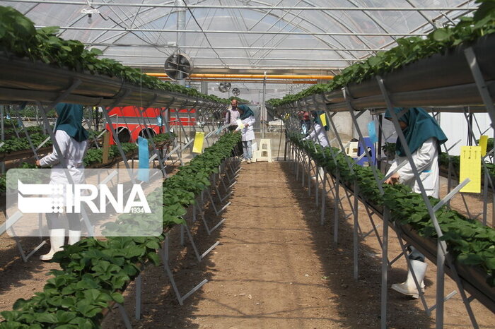 استاندار: کشاورزی دانش‌بنیان، افزایش بهره‌وری را در کرمان رقم می‌زند