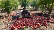 ۷۲۰۰ تن محصول از انارستان‌های سبزوار برداشت شد