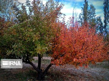 Autumn in northwest Iran