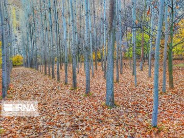 Autumn in northwest Iran