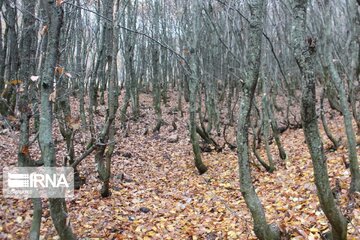 Autumn in northwest Iran