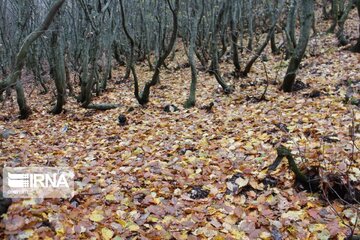 Autumn in northwest Iran