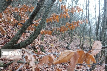 Autumn in northwest Iran