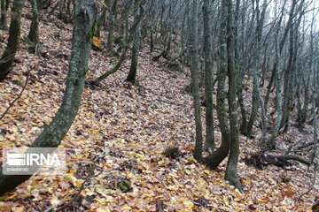 Autumn in northwest Iran