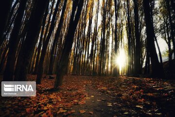 Iran : les jolies couleurs d’automne dans les vallées d'Alvand et le parc forestier d'Alangdarreh