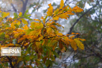 Iran : les jolies couleurs d’automne dans les vallées d'Alvand et le parc forestier d'Alangdarreh