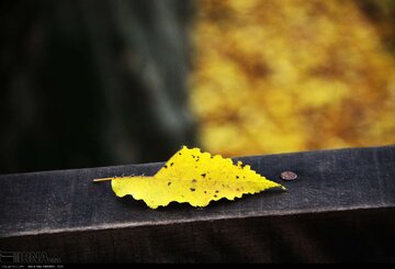 Iran : les jolies couleurs d’automne dans les vallées d'Alvand et le parc forestier d'Alangdarreh