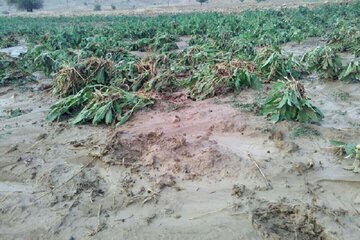 حوادث طبیعی یکهزار و ۵۳۰ میلیارد ریال به کشاورزان خراسان‌شمالی خسارت زد