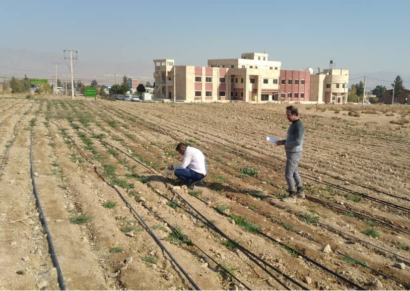 مراتع خراسان شمالی با گیاهان کم آب طلب احیا می‌شود