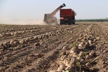 ۱۷۰ هزار تن چغندر قند در جغتای خراسان رضوی تولید شد