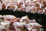 رییس سازمان جهاد کشاورزی: از تولیدکنندگان مرغ در قم حمایت می‌شود