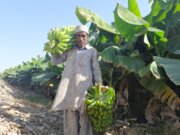 توسعه باغات موز جنوب سیستان و بلوچستان تا سطح ۱۰ هزار هکتار