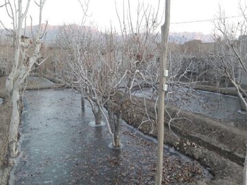 کشاورزان از یخ‌آب و شخم فصل سرما برای کنترل آفات غافل نشوند