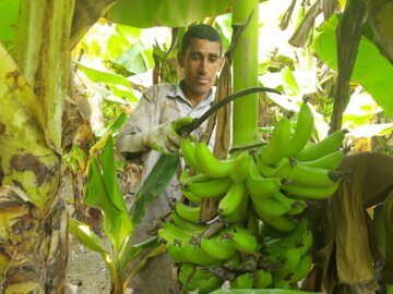 جنوب سیستان و بلوچستان فرصت استثنایی برای خودکفایی موز کشور است