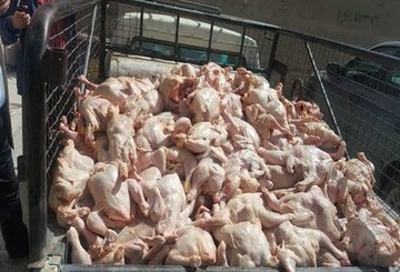هزار و ۵۰۰ کیلوگرم مرغ فاقد مجوز حمل در شرق گیلان توقیف شد