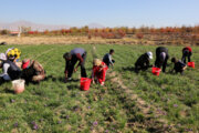 سه هزار و ۸۰۰ روستایی خراسان شمالی توانایی تمدید بیمه خود را ندارند 