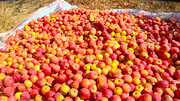 مطالبه ۲۴ میلیارد ریالی تولیدکنندگان سیب صنعتی آذربایجان‌شرقی پرداخت شد