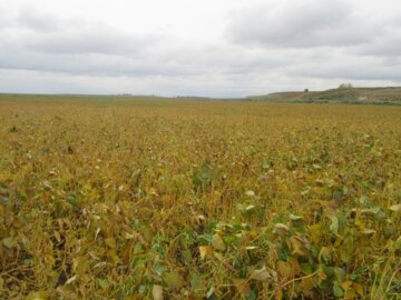 پیش‌بینی کشت ۱۲ هزار هکتار دانه روغنی سویا در گلستان