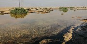 آلودگی نفتی لکه‌ای تکراری بر دامن محیط زیست گناوه